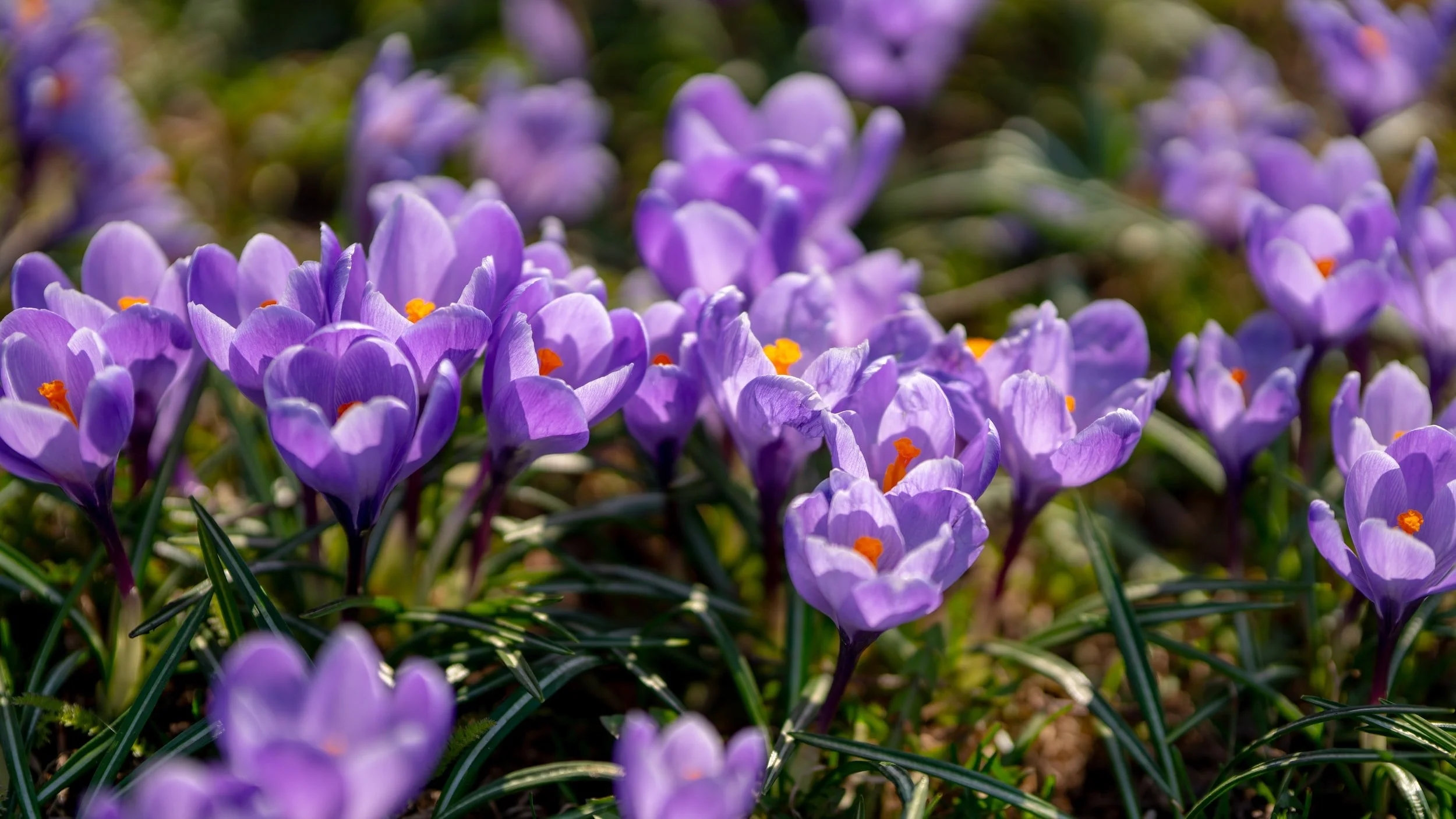 Purple flowers in spring deals